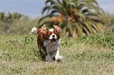 CAVALIER KING CHARLES 172
